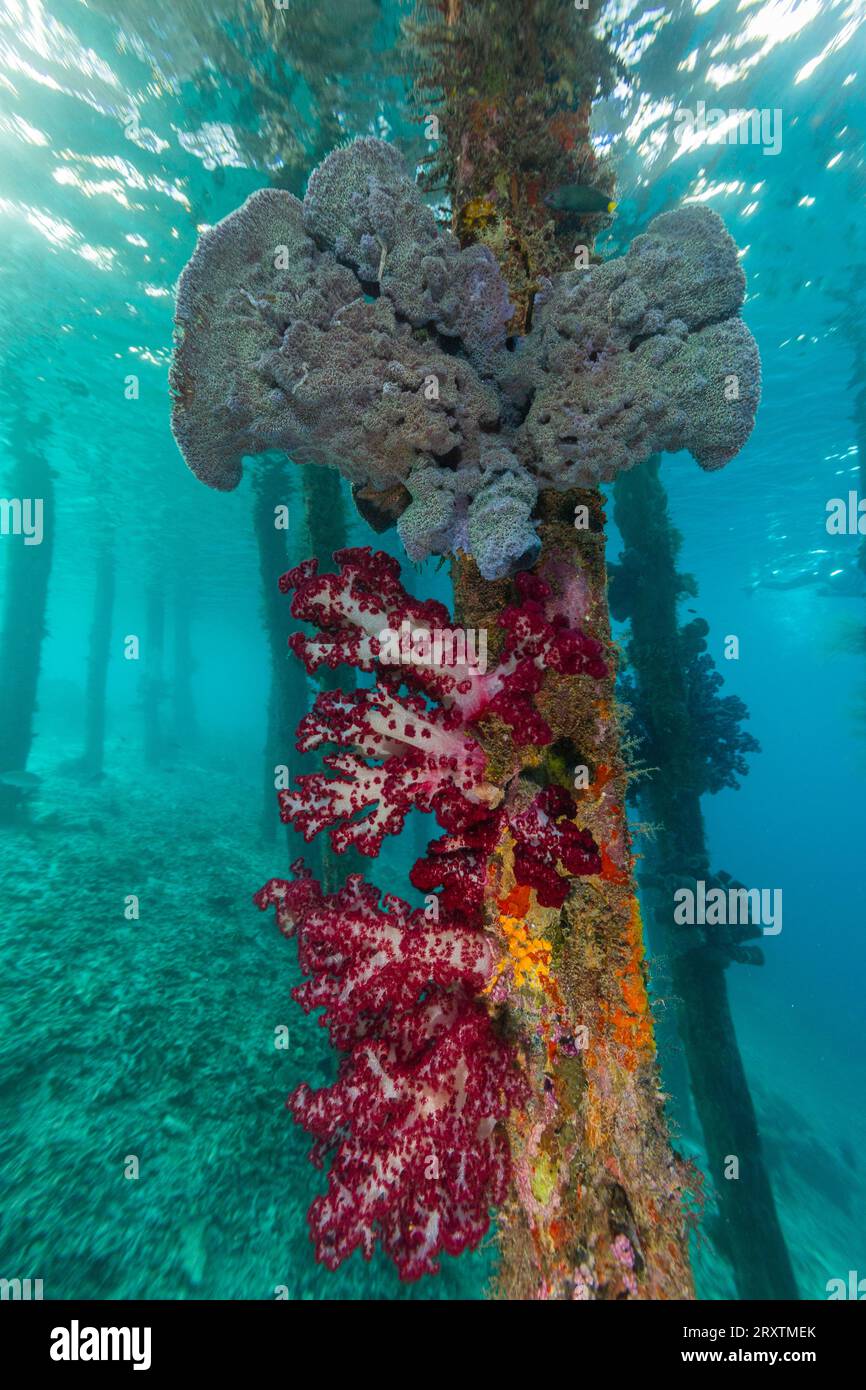 Weichkorallen der Gattung Scleronephthya in den flachen Gewässern vor dem Arborek Reef, Raja Ampat, Indonesien, Südostasien, Asien Stockfoto