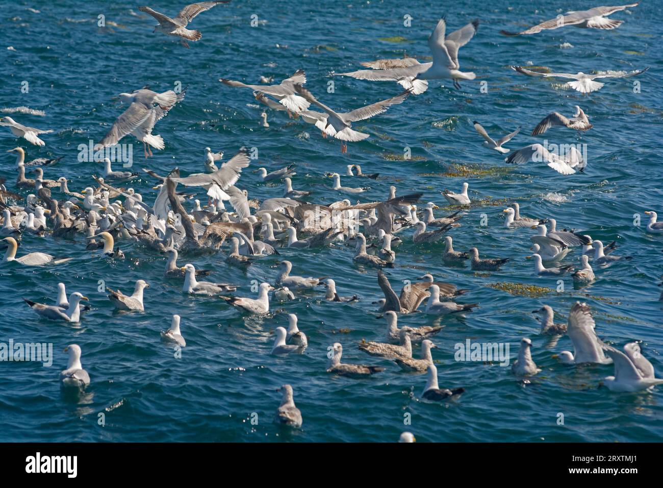 Heringsmöwen im Rausch, während sie um Nahrung kämpfen Stockfoto