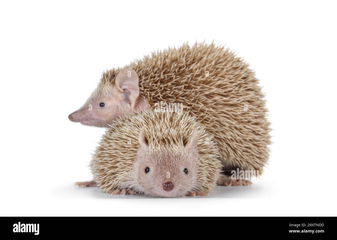 Männliches und weibliches Paar Lesser Tenrecs, zusammenstehend. Isoliert auf weißem Hintergrund. Stockfoto