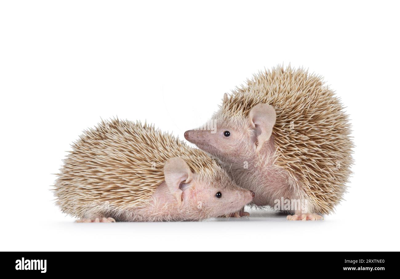 Männliches und weibliches Paar Lesser Tenrecs, zusammenstehend. Isoliert auf weißem Hintergrund. Stockfoto