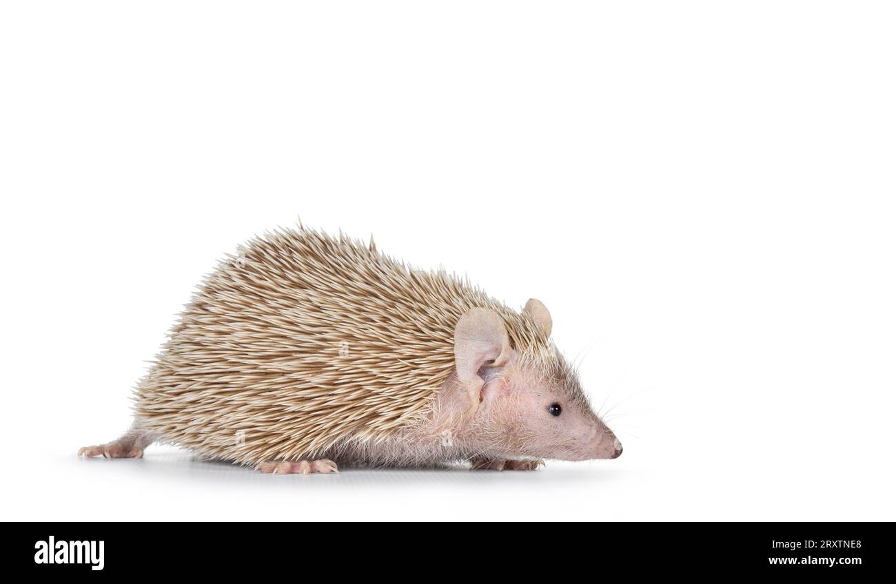 Weibliches Paar Lesser Tenrec, seitlich stehend. Isoliert auf weißem Hintergrund. Stockfoto
