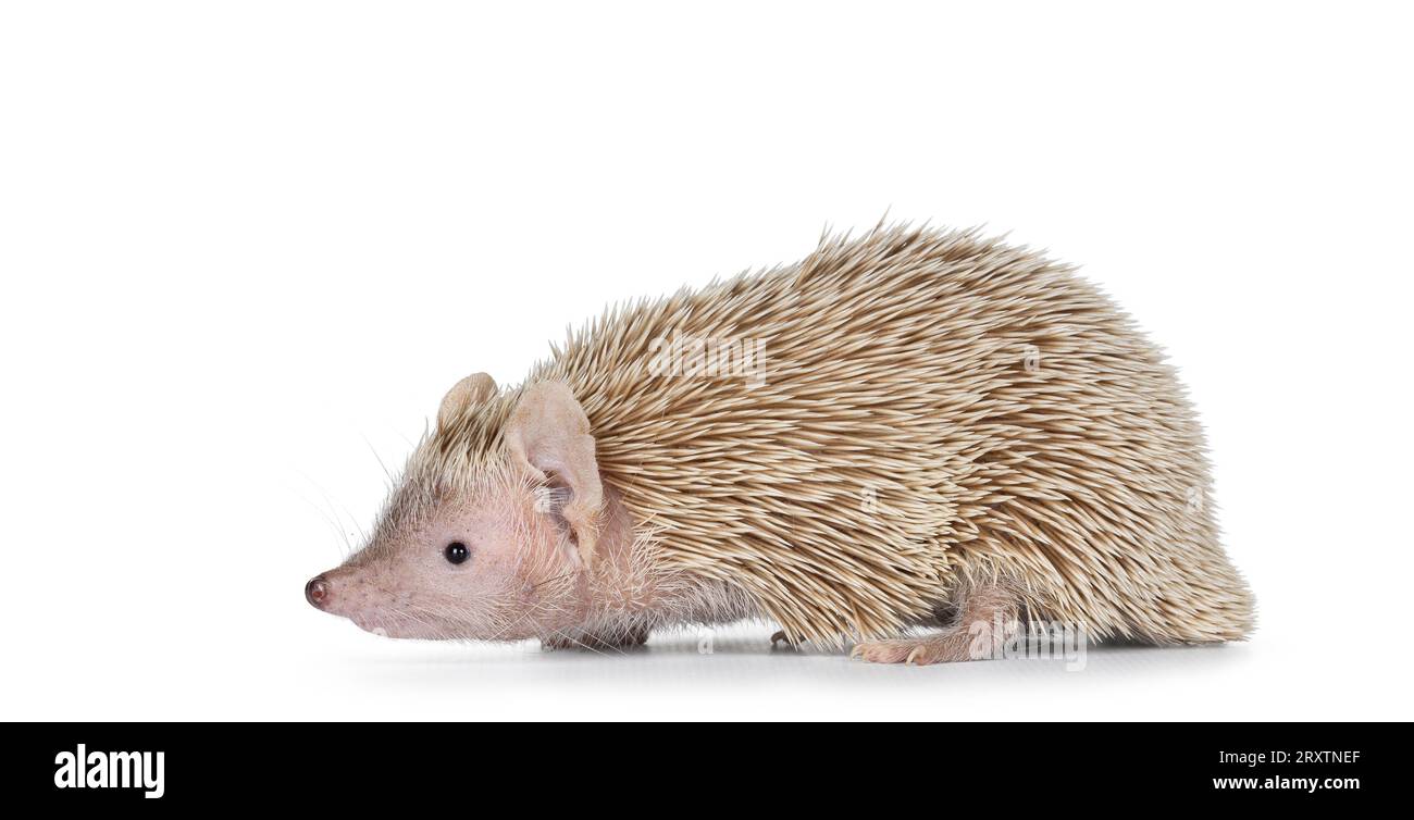 Weibliches Paar Lesser Tenrec, seitlich stehend. Isoliert auf weißem Hintergrund. Stockfoto