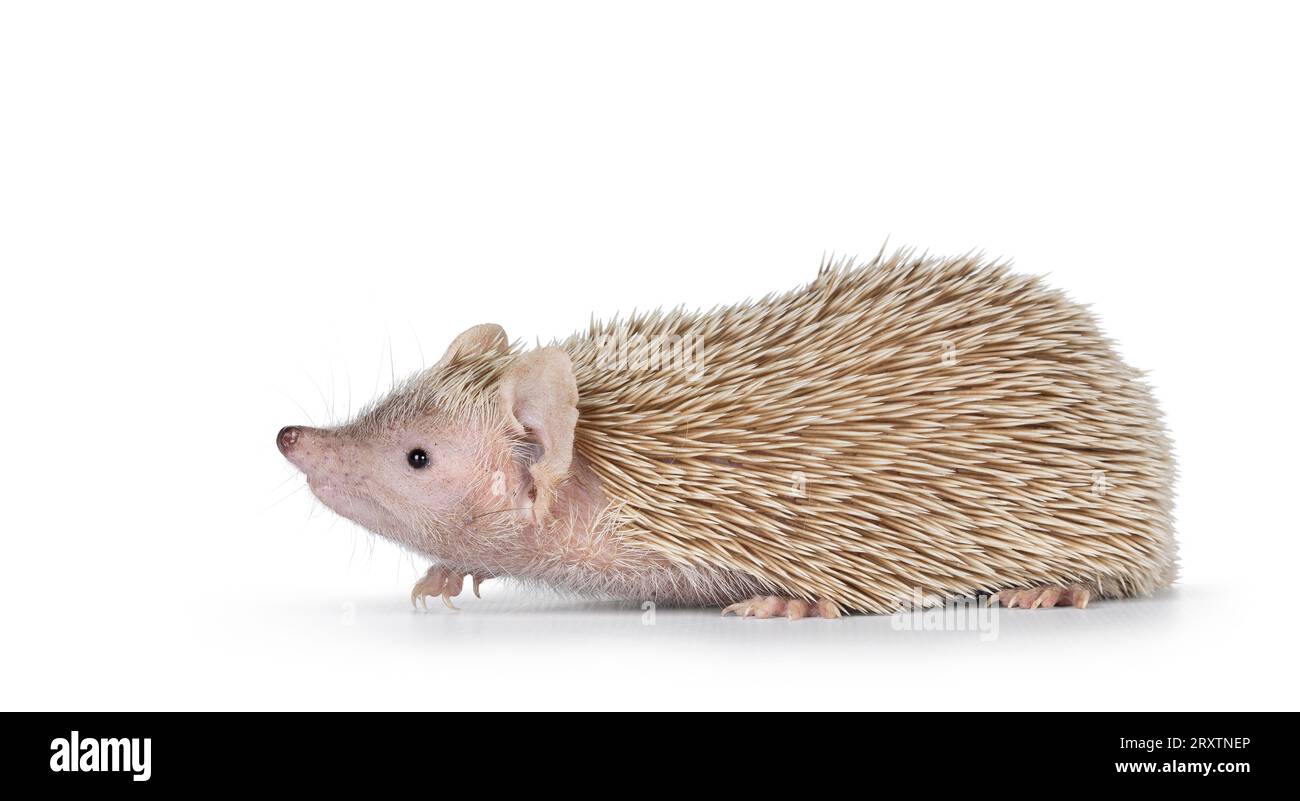 Weibliches Paar Lesser Tenrec, seitlich stehend. Kopfschnüffeln. Isoliert auf weißem Hintergrund. Stockfoto