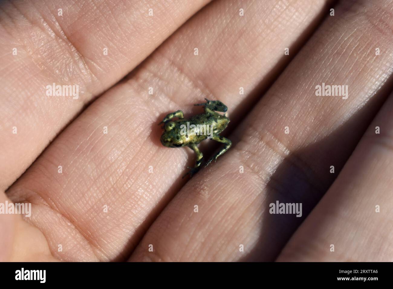 Winziger Froglet, der in der Handfläche ruht Stockfoto