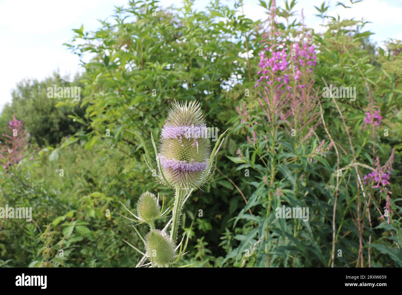 Teasel Growing Wild in North Yorkshire, auch Teazle oder Teazel genannt Stockfoto