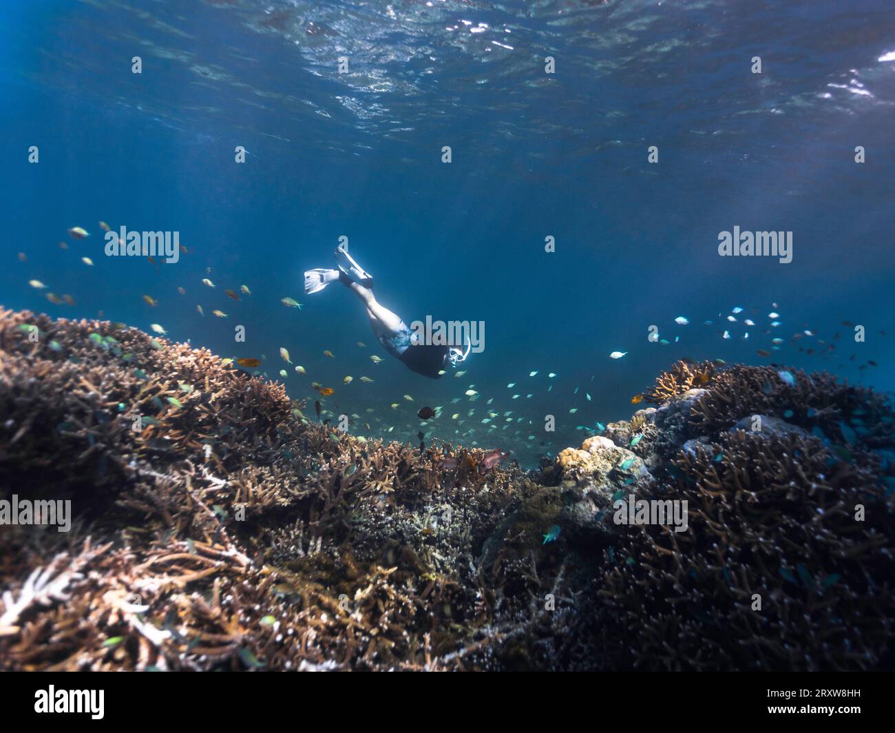 Eine weibliche Schnorchlerin taucht hinunter, um ein flaches Korallenriff mit Fischen überall und Lichtstrahlen zu sehen, die durch die Wasseroberfläche hineinscheinen Stockfoto