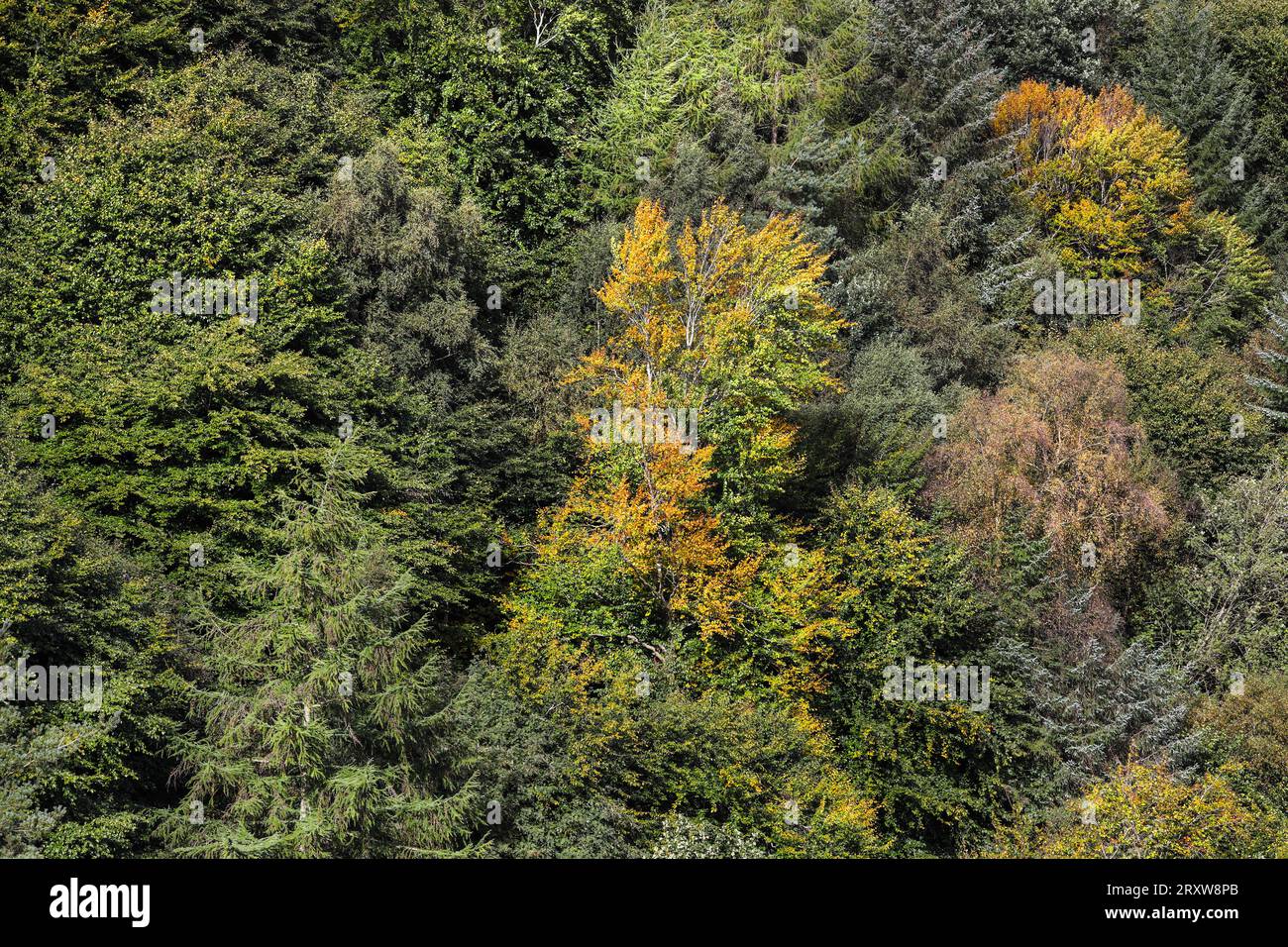 Ein gemischtes Kiefern- und Laubwald im frühen Herbst, Hamsterley Forest, Teesdale, County Durham, UK Stockfoto