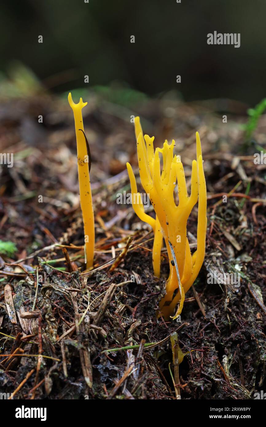 Yellow Stagshorn (Calocera Viscsa) Pilz, Teesdale, County Durham, Vereinigtes Königreich Stockfoto
