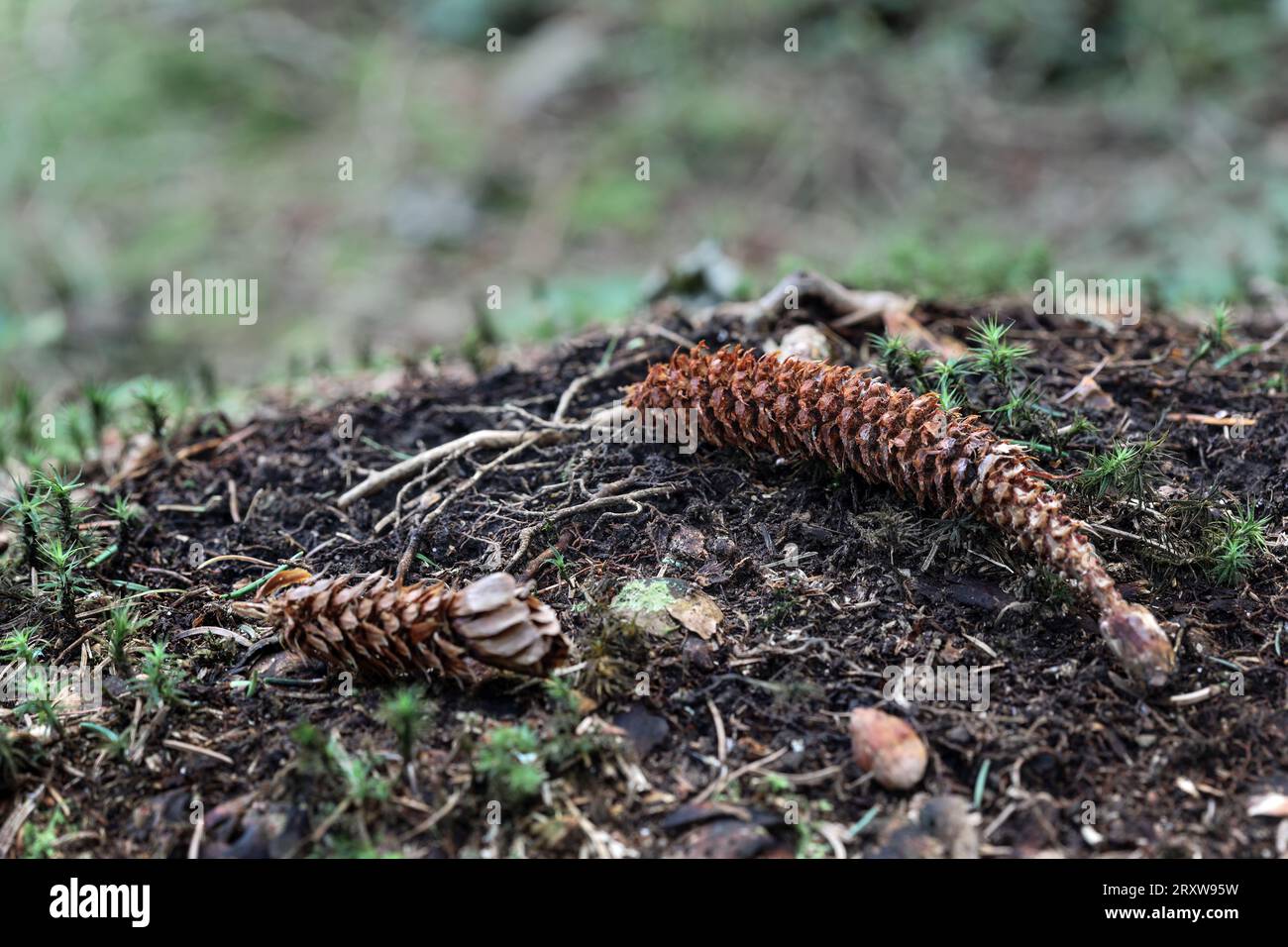 Die Überreste von Kiefernkegeln ernährten sich von Grauen Eichhörnchen (Sciurus carolinensis), Großbritannien Stockfoto