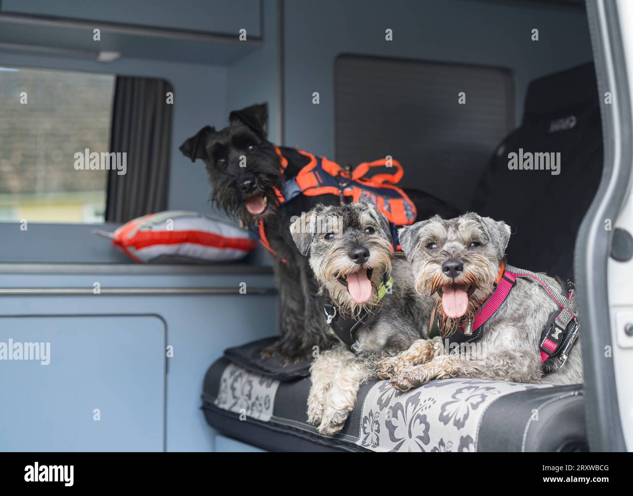 Kleine Hunde auf dem Rücksitz eines Wohnmobils Stockfoto