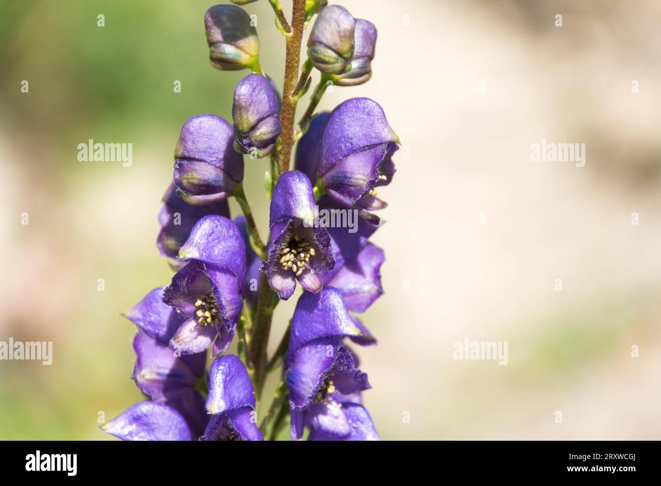 Giftige Pflanze der pyrenäen Stockfoto