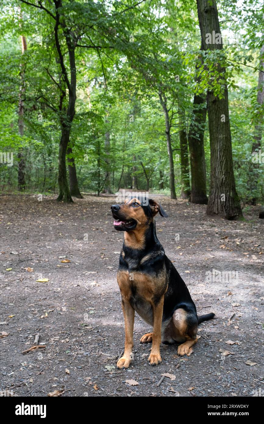 Sitzender Hund auf dem Parkweg, gemischte Rasse im Wald Stockfoto