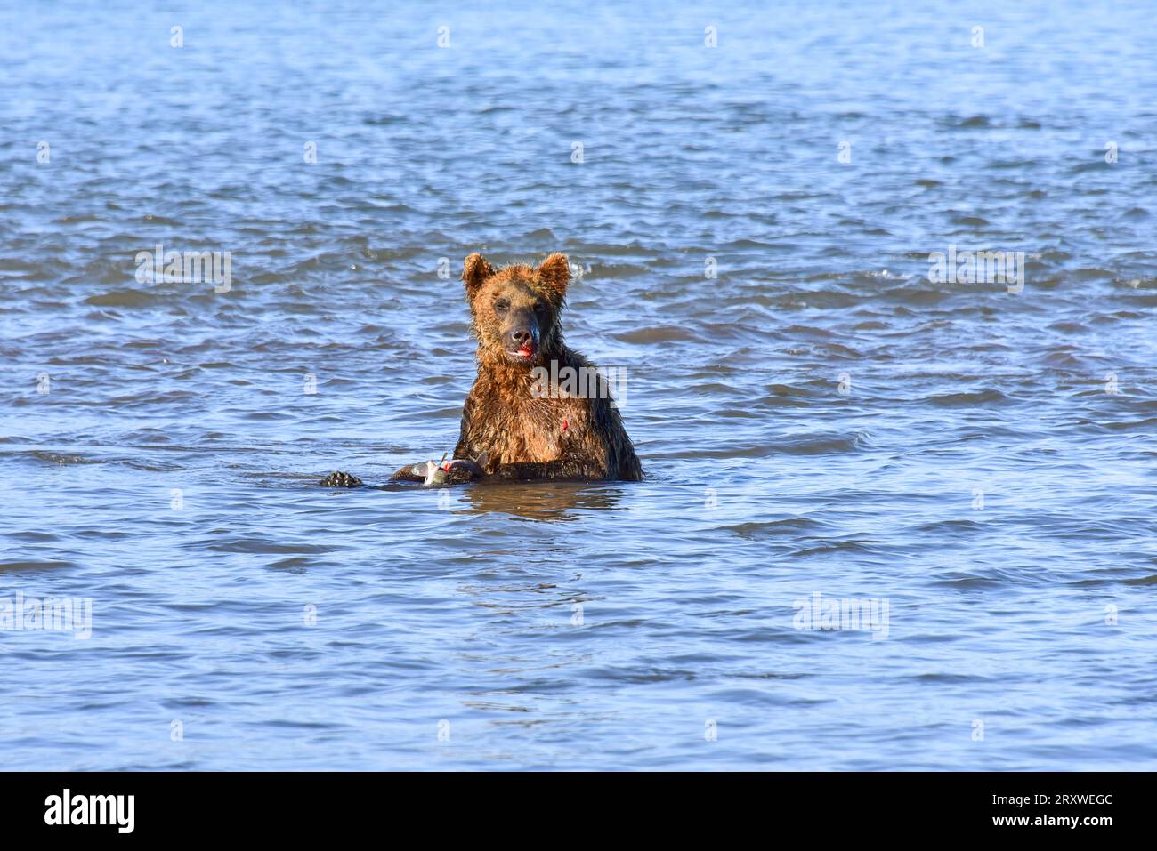 Grizzlybären essen frischen Lachs im Kurilen See, Kamtschatka, Russland Stockfoto