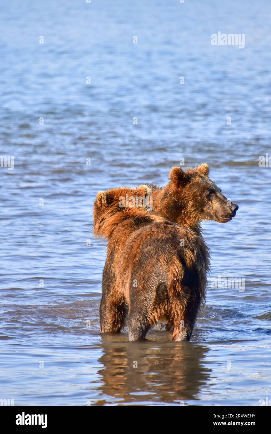 grizzly Bears chillin' in Kurile Lake, Kamchatka, Russland Stockfoto