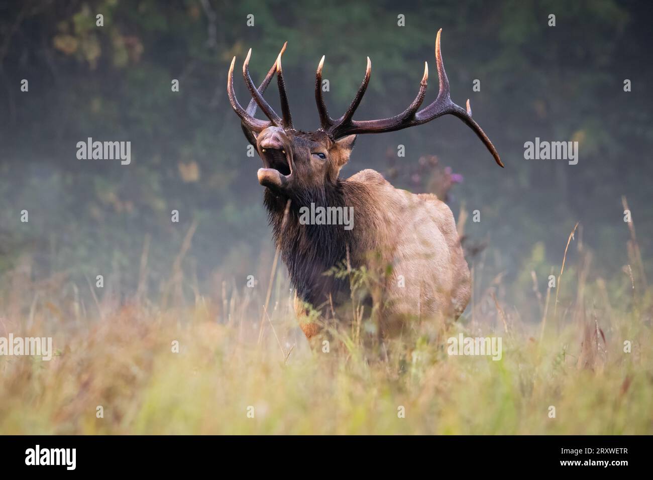 Ein Bullenelch, der eine liip Curl durchführt, um nach Kühen in estres zu suchen. Stockfoto