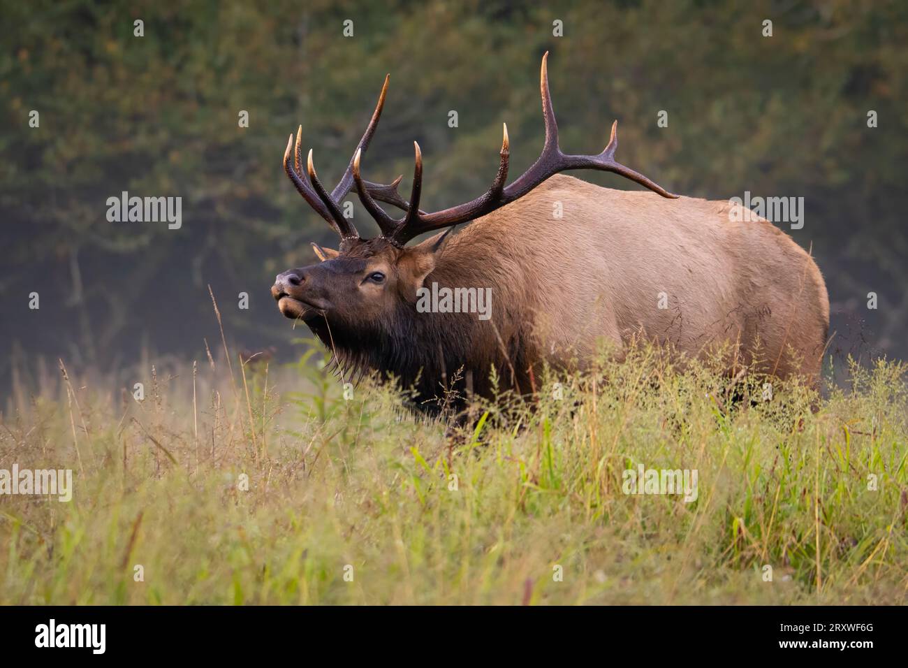 Ein Bullenelch, der sich schnell auf einen Kuhelch zubewegt. Stockfoto