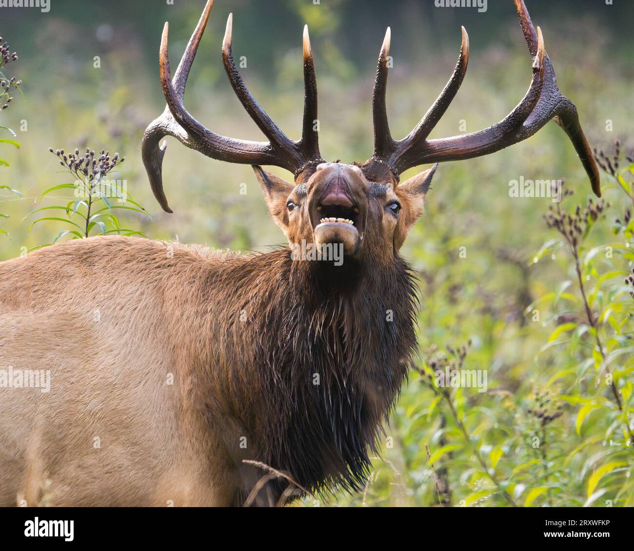 Ein Bullenelch-Lippe-Curling Stockfoto
