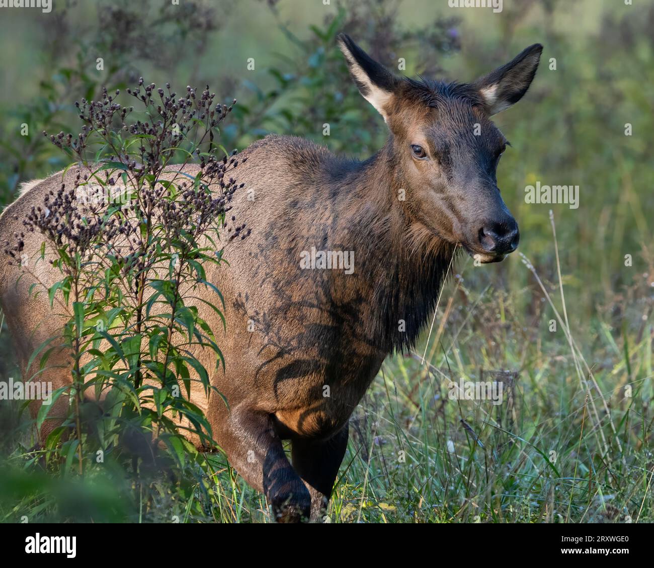 Ein Kuhelch, der sich im September durch hohes Gras bewegt. Stockfoto