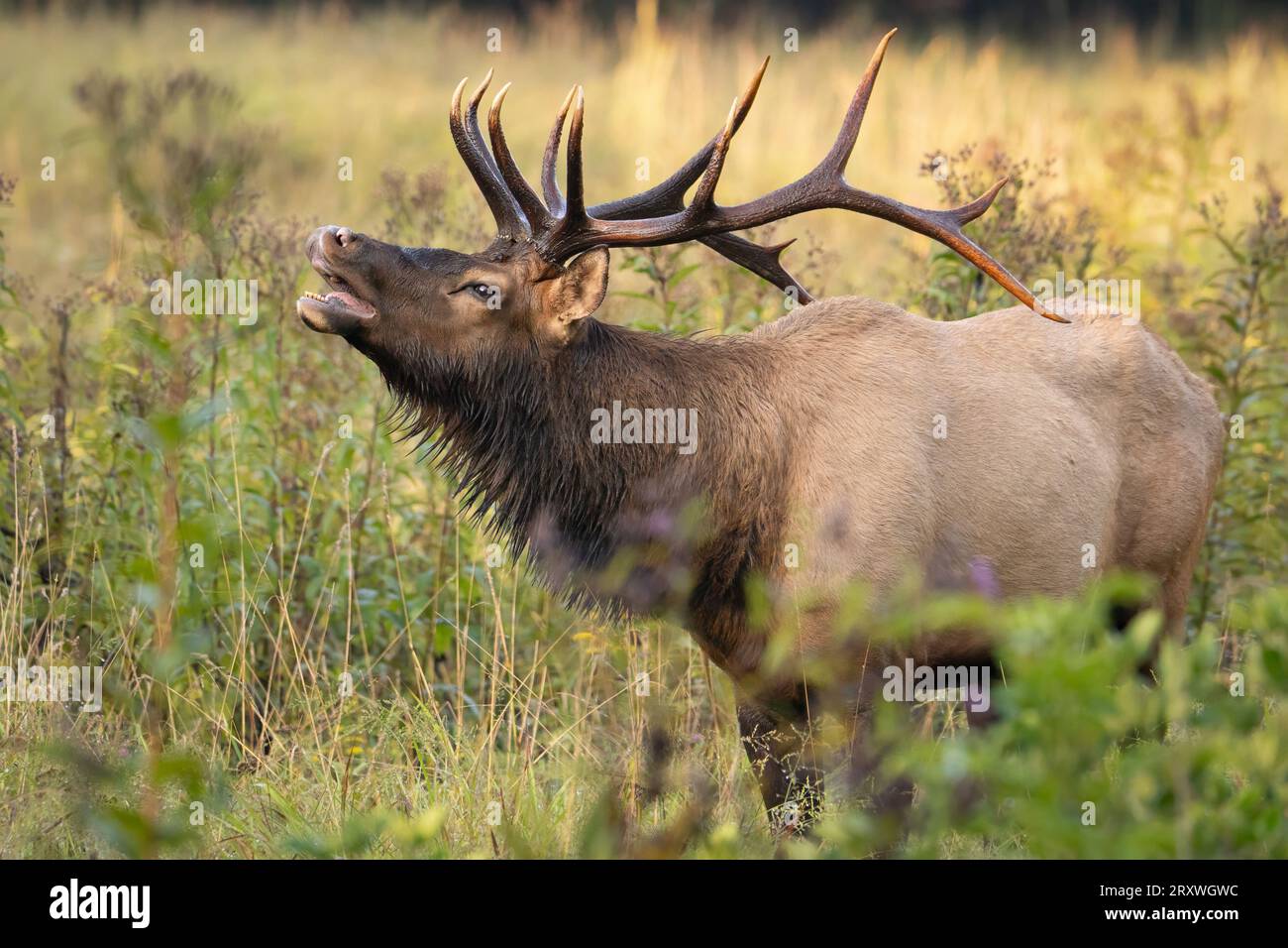Bullenelch, der sich auf den nahe gelegenen Elch ausbreitet Stockfoto