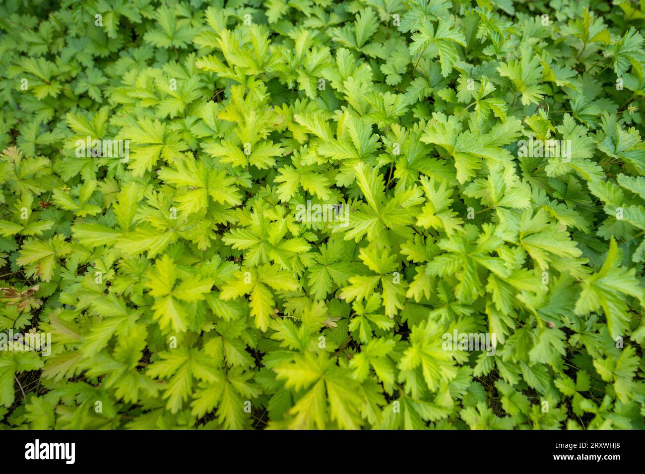 Saftiges Wildgemüse im Park, Nordchina Stockfoto