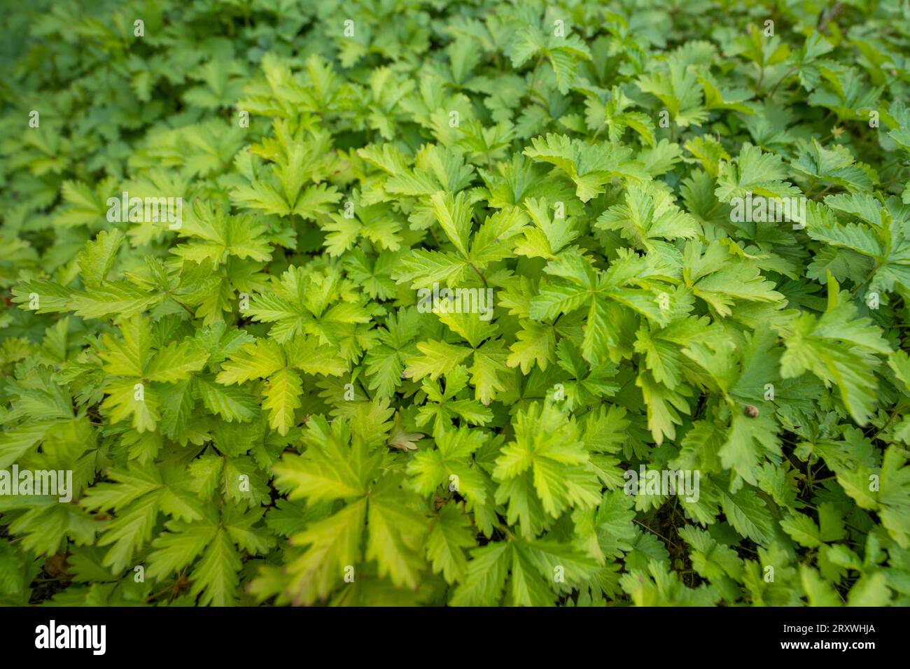 Saftiges Wildgemüse im Park, Nordchina Stockfoto