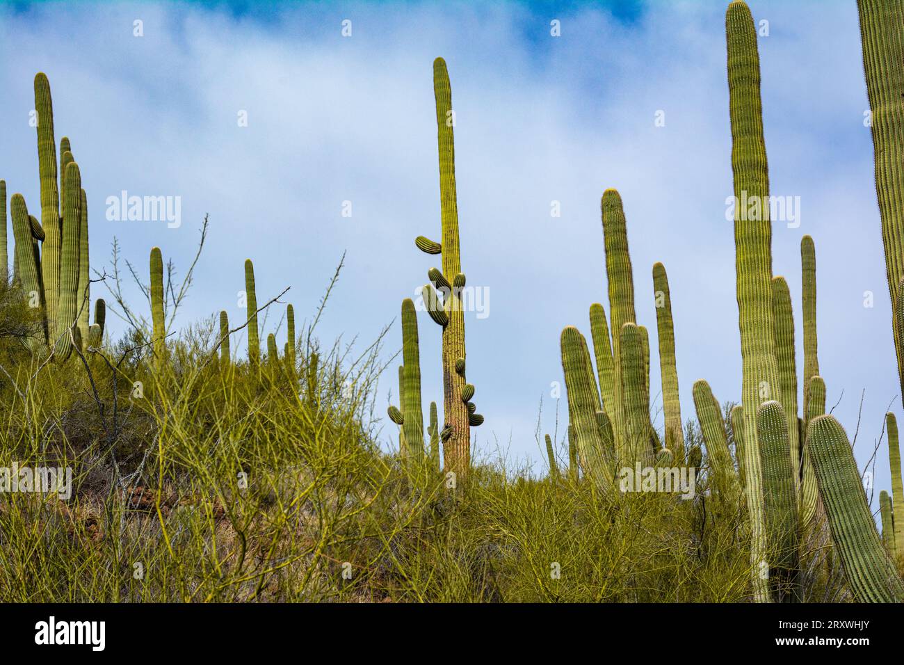 Blick auf Cactus und Saguaro am Tumamoc Hill, Tucson, Arizona Stockfoto