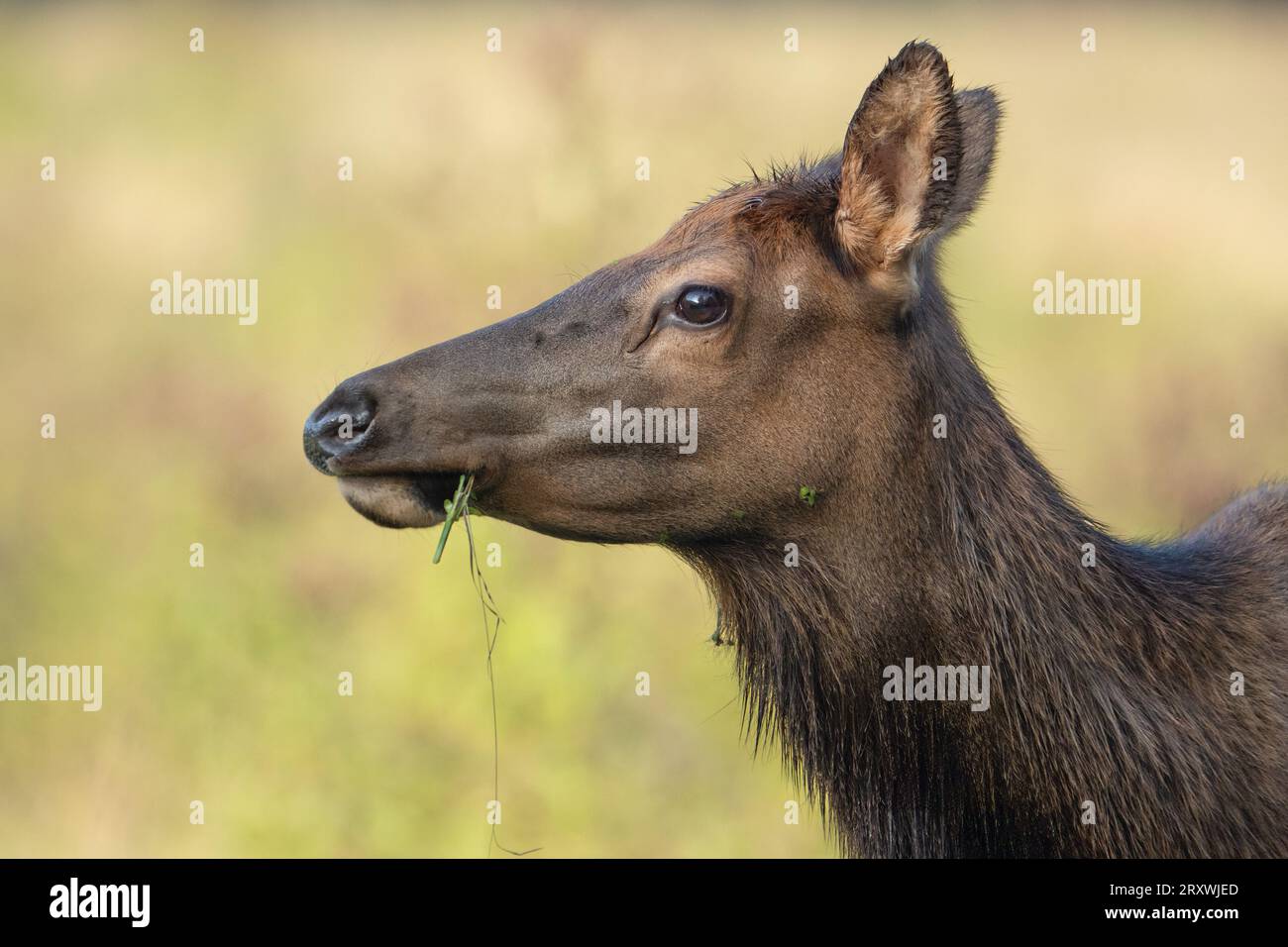 Ein Kuhelch hält während des Essens von Gräsern inne. Stockfoto
