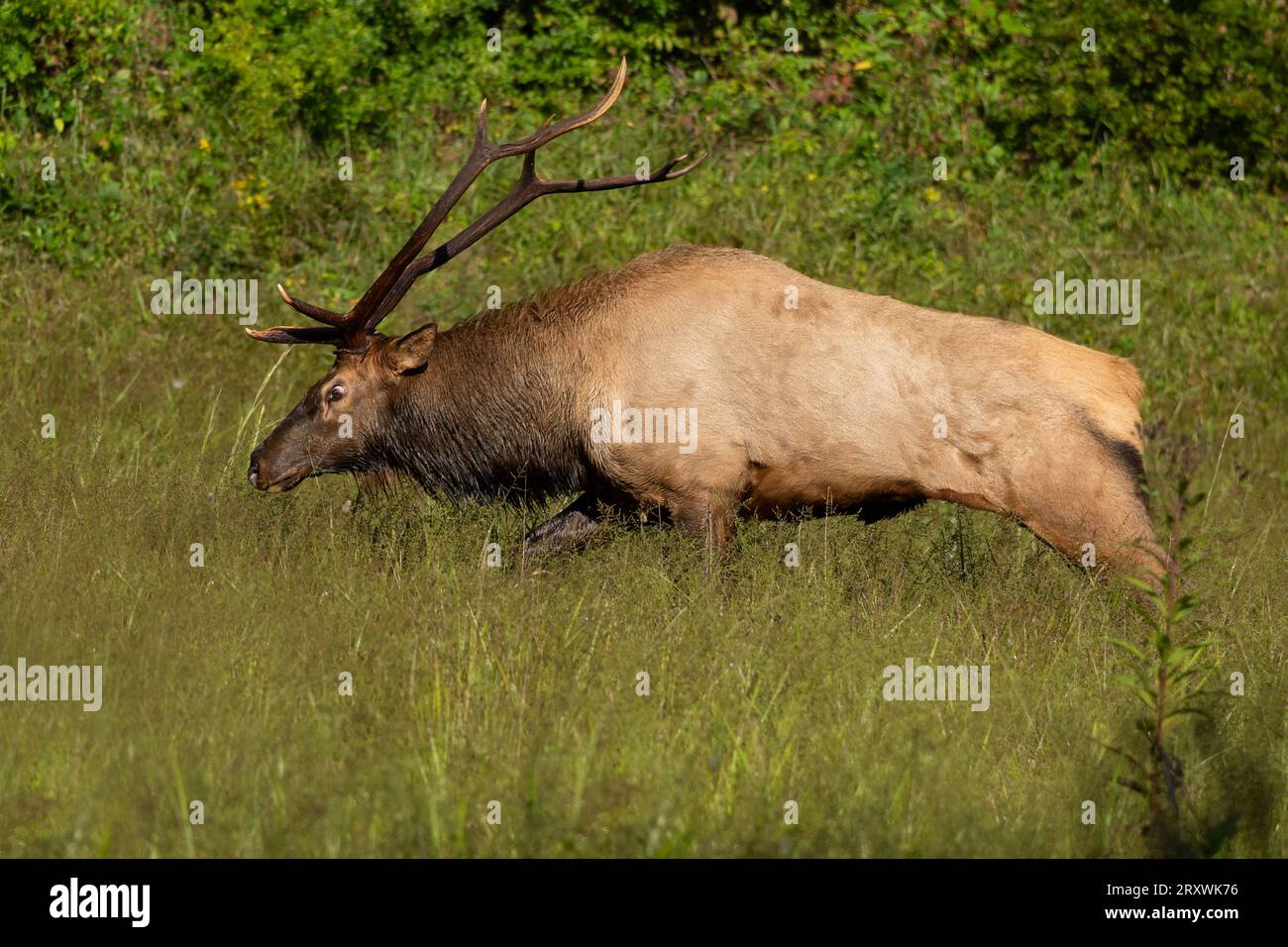 Ein Bullenelch bricht in eine Flucht ein. Stockfoto
