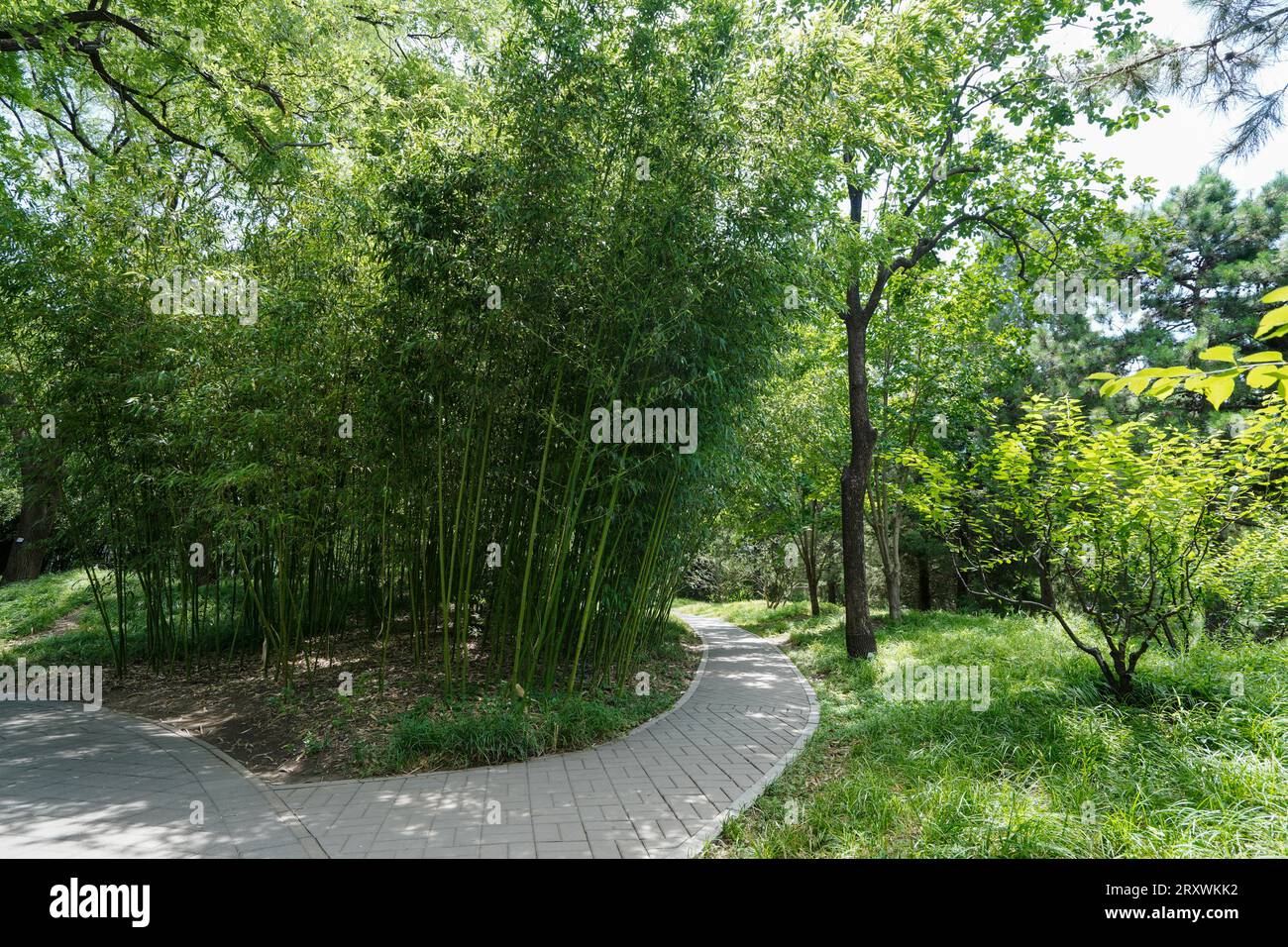 Bamboo Forest im Purple Bamboo Park, Bezirk Haidian, Peking Stockfoto