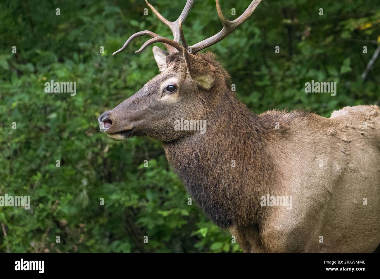 Ein junges Bullenelch-Porträt. Stockfoto