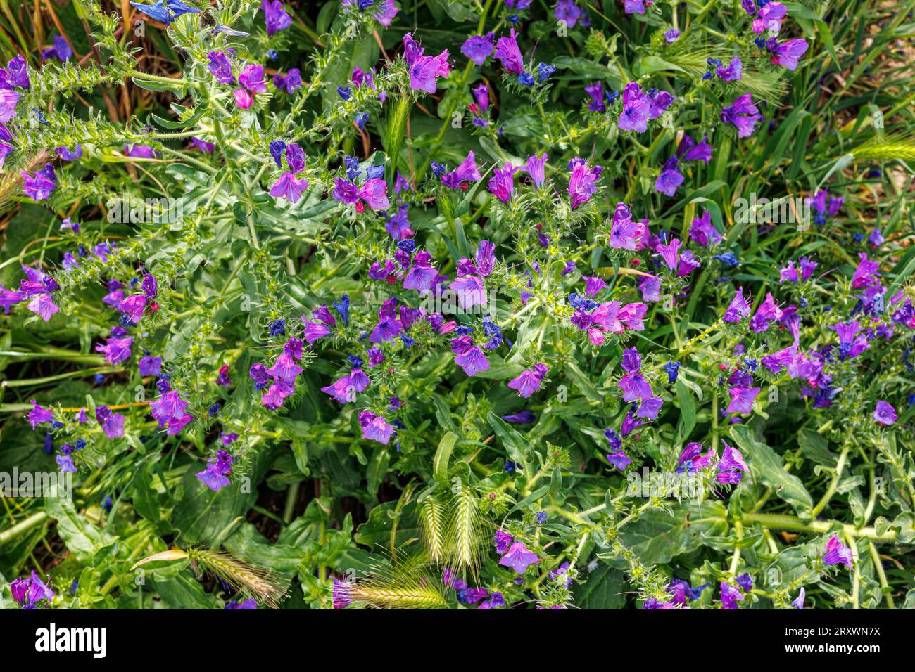 Aue 'Echium plantagineum' auf der Insel Sizilien, Italien Stockfoto