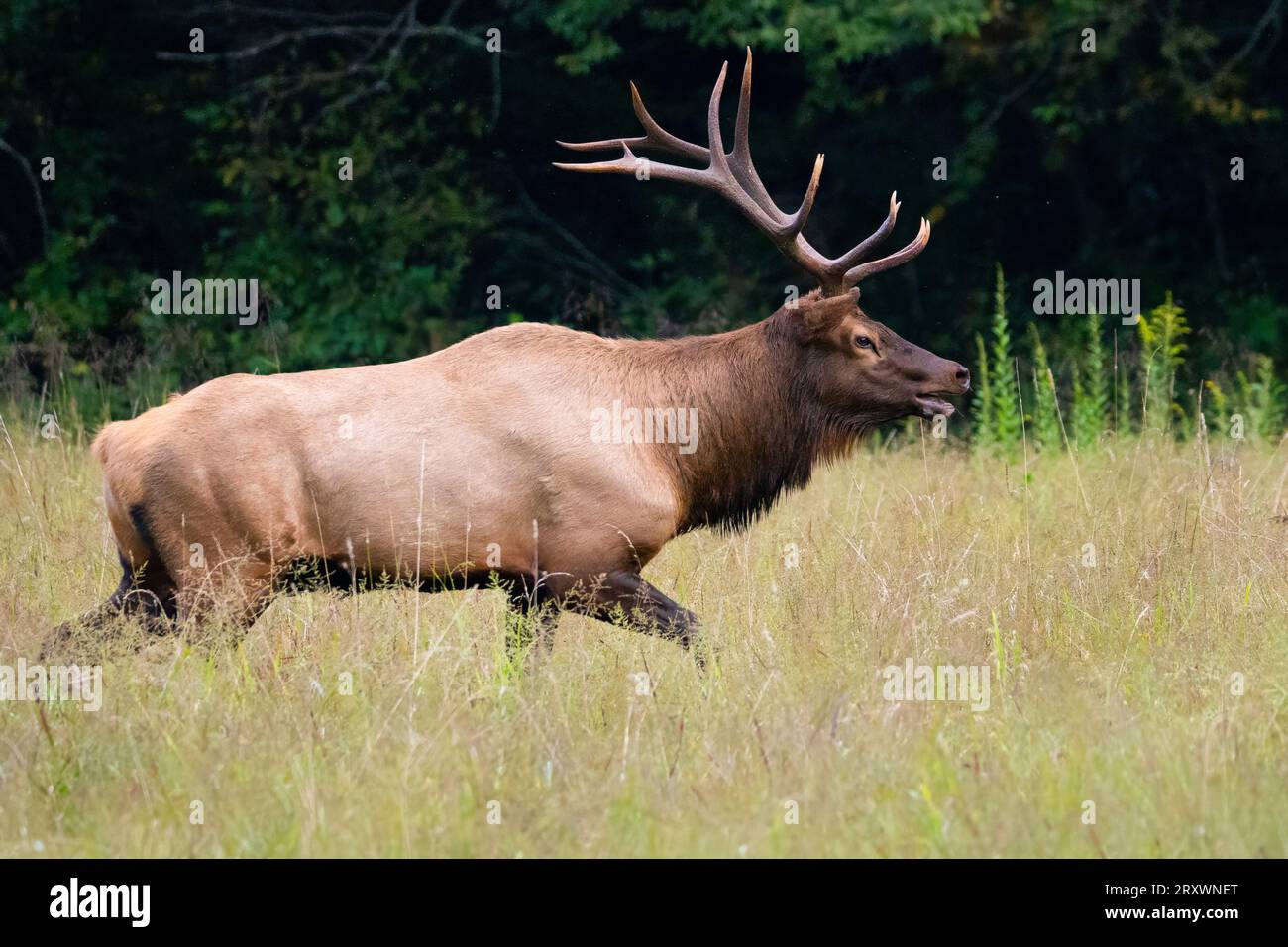 Ein Bullenelch, der auf einen nahe gelegenen Feind zuläuft. Stockfoto