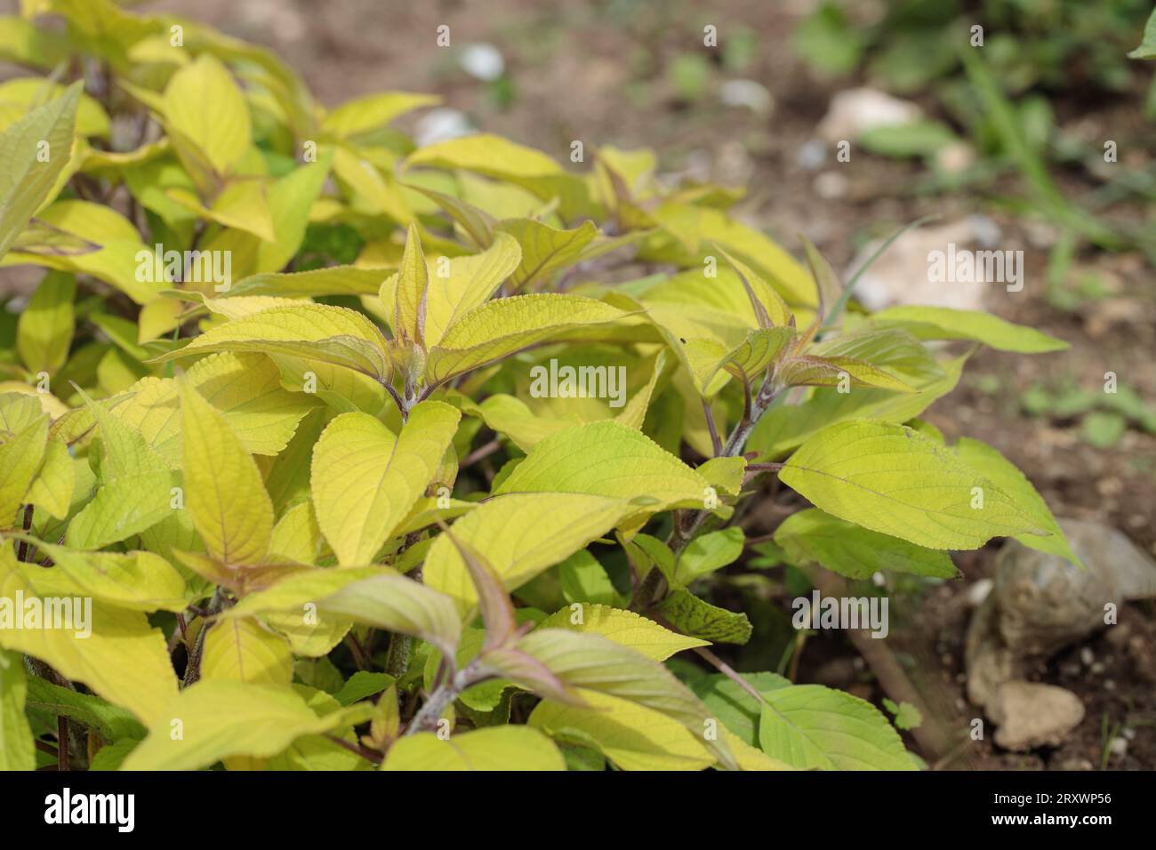 Honigmelonensalbei (Salvia elegans) mit hellgrünen Blättern. Stockfoto