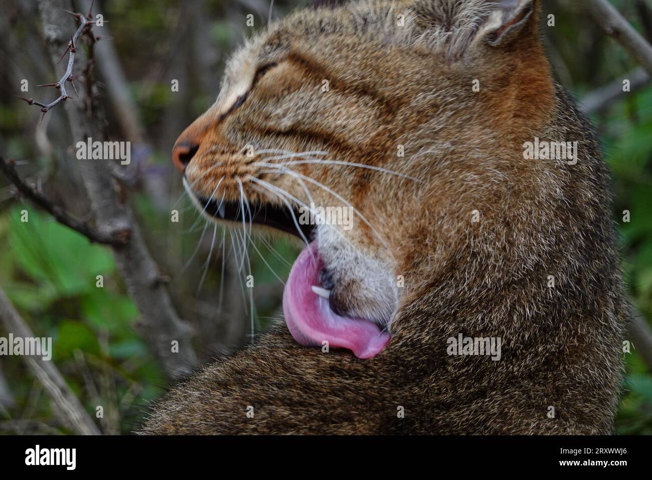 Zibetkatze im Garten Stockfoto