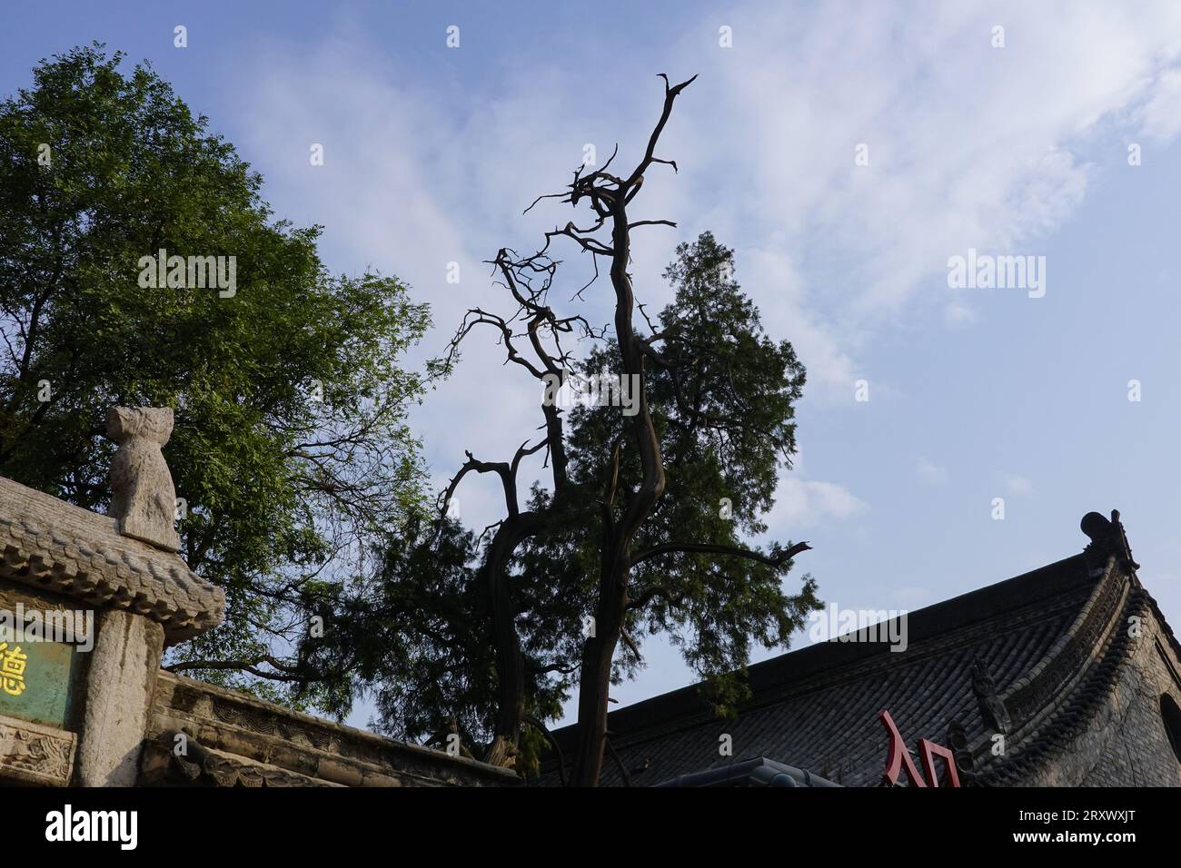 Tausendjährige Bäume in chinesischen Gärten Stockfoto