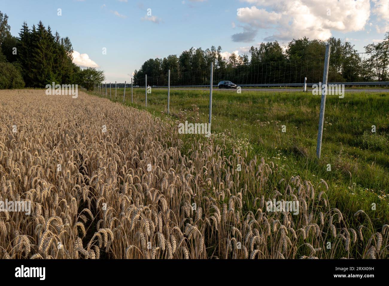 Drohnengesichtspunkt der Trennung zwischen Autobahn und Landwirtschaftsfeld am Sommertag Stockfoto