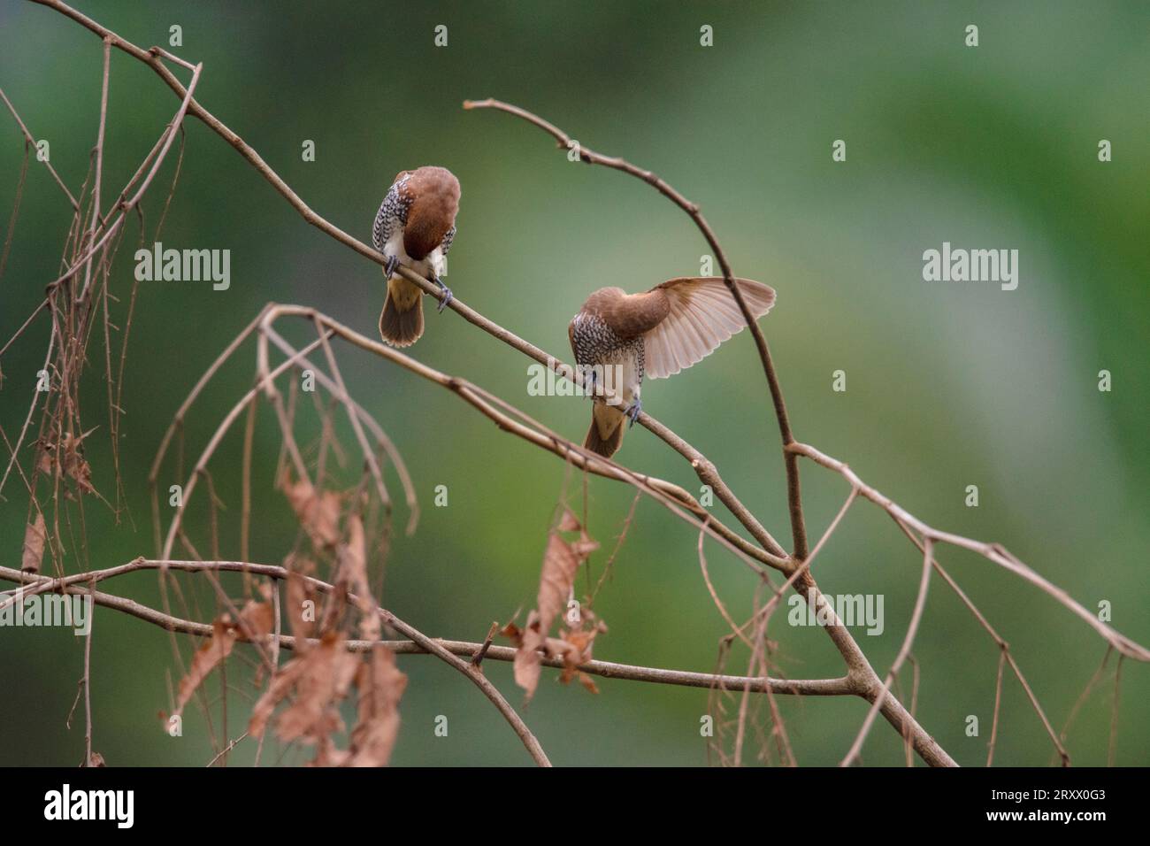 paar Liebe Stockfoto
