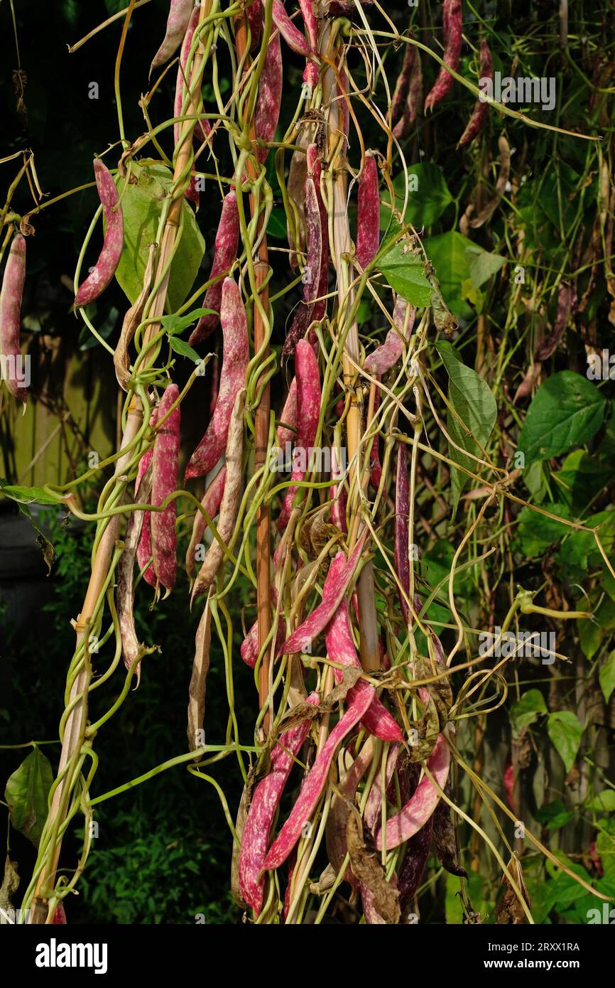 Borlotti-Bohnen, die auf Stangen wachsen. Stockfoto