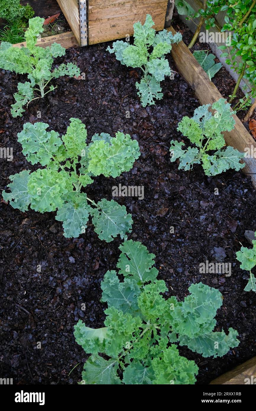 Junge Grünkohlpflanzen in einem Hochbeet mit Blattform als Mulch. Stockfoto