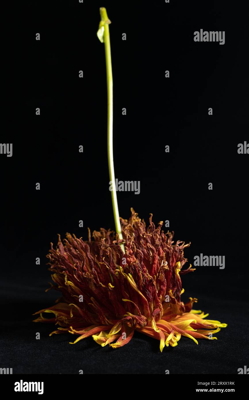 Eine sterbende, auf dem Kopf stehende Dahlienblüte vor schwarzem Hintergrund. Stockfoto