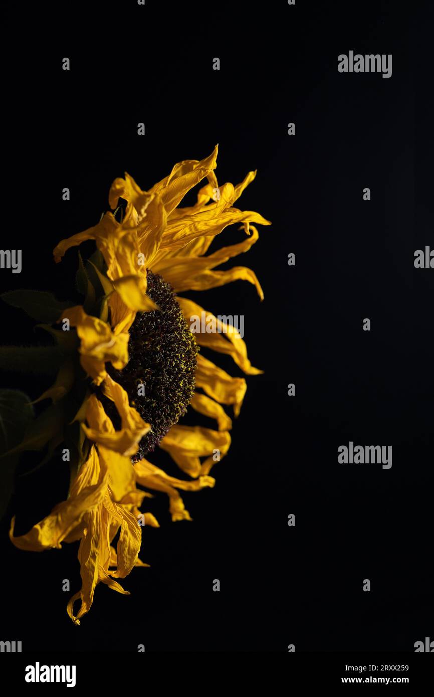 Eine welkende, aber dennoch schöne Sonnenblume vor schwarzem Hintergrund. Stockfoto