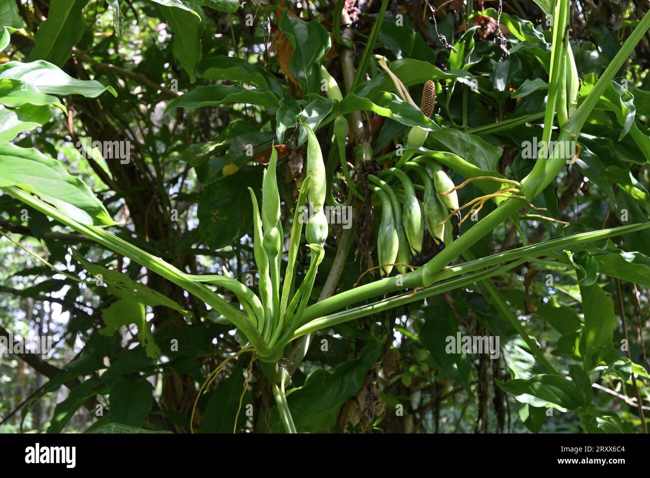 Blick auf eine blühende Syngonium Angustatum Kriechrebe, die auf einem Baum wächst. Diese Rebe, die in Sri Lanka als wel kohila-Pflanze bekannt ist Stockfoto