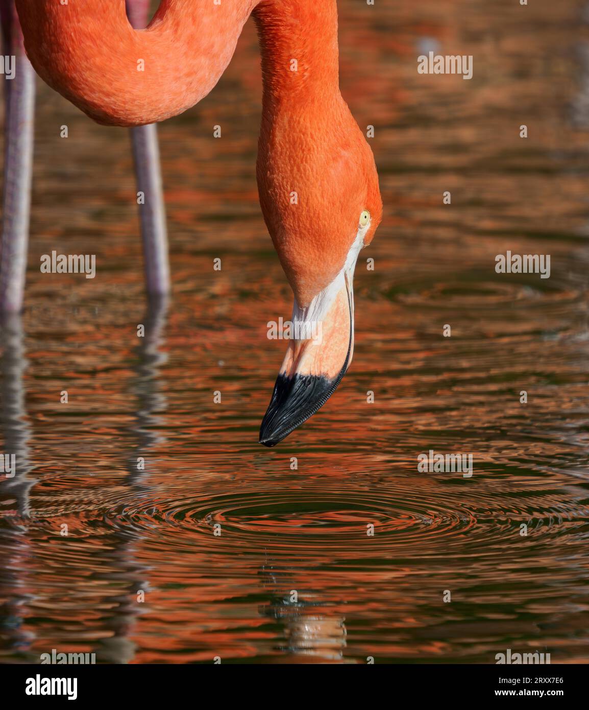 Karibisches oder amerikanisches Flamingo Phoenicopterus Ruber im Slimbridge Wildfowl and Wetlands Centre in Gloucestershire, Großbritannien Stockfoto