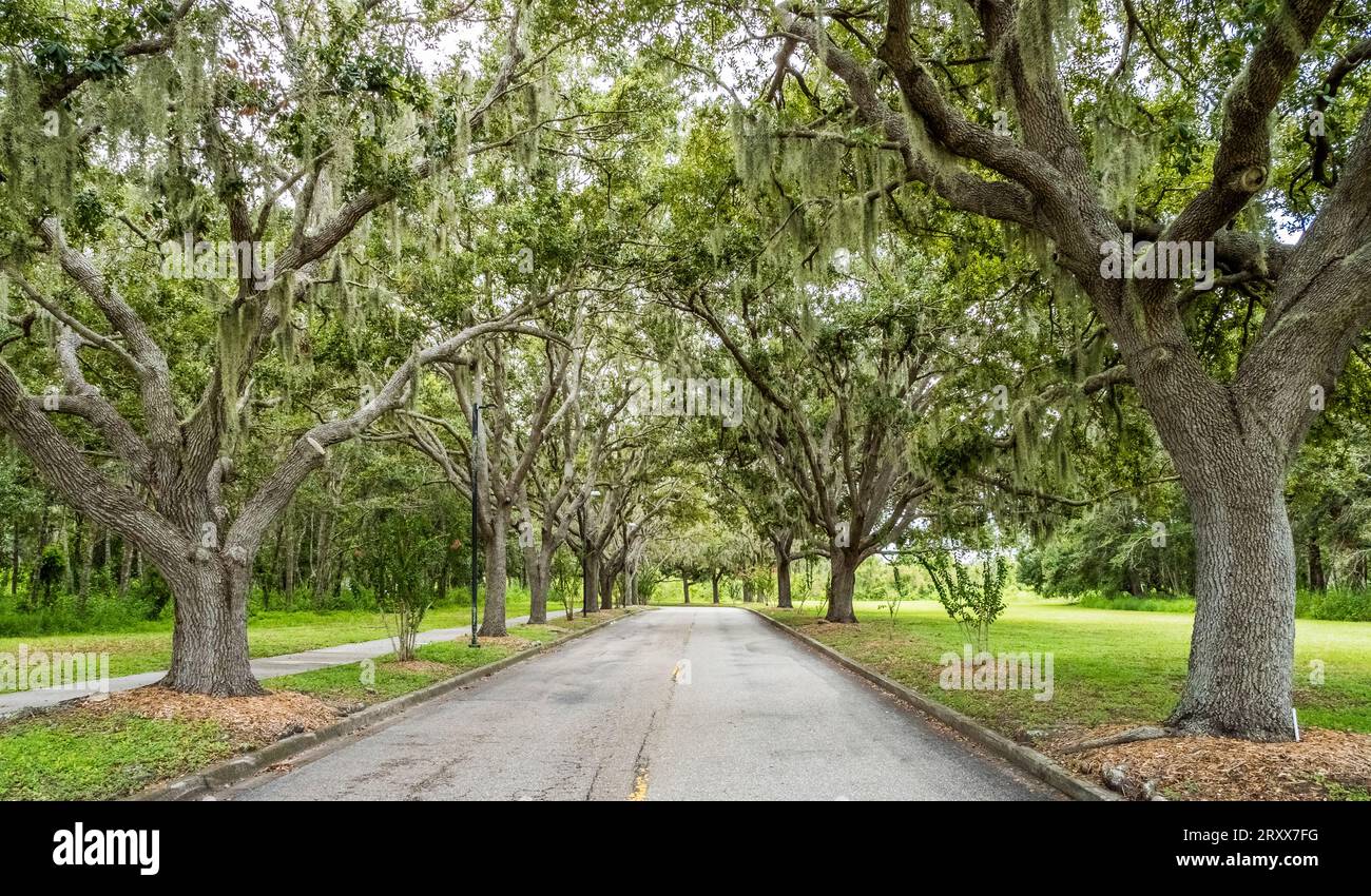Live Oak Tree gesäumt Rand Blvd in Sarasota, Florida, USA Stockfoto