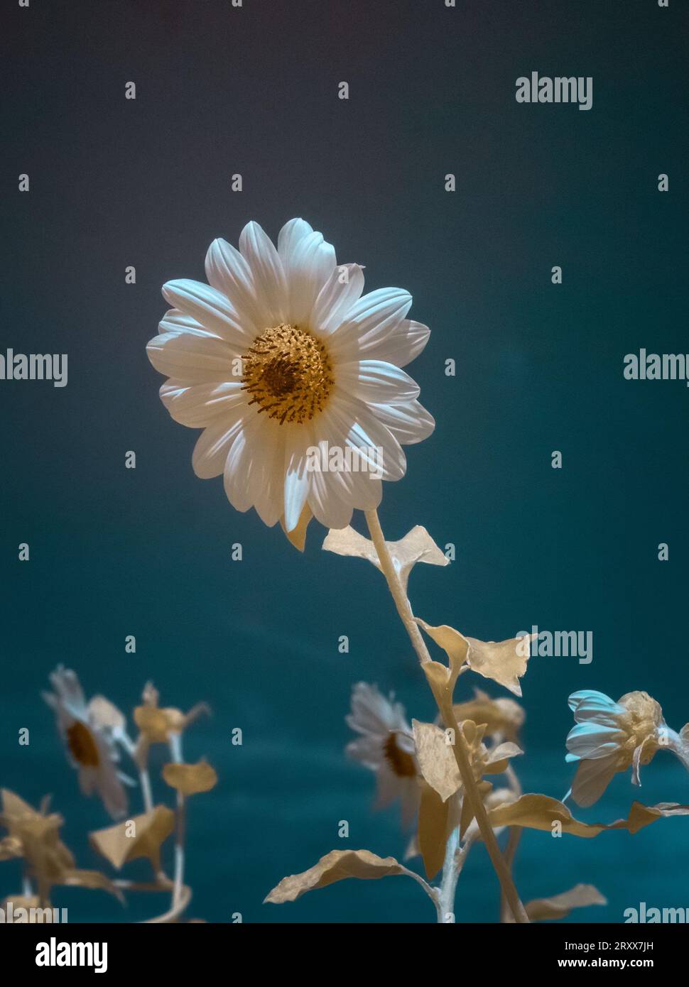 Infrarot-rotes Bild einer weißen Blumen, die einen blauen Himmel angreifen Stockfoto