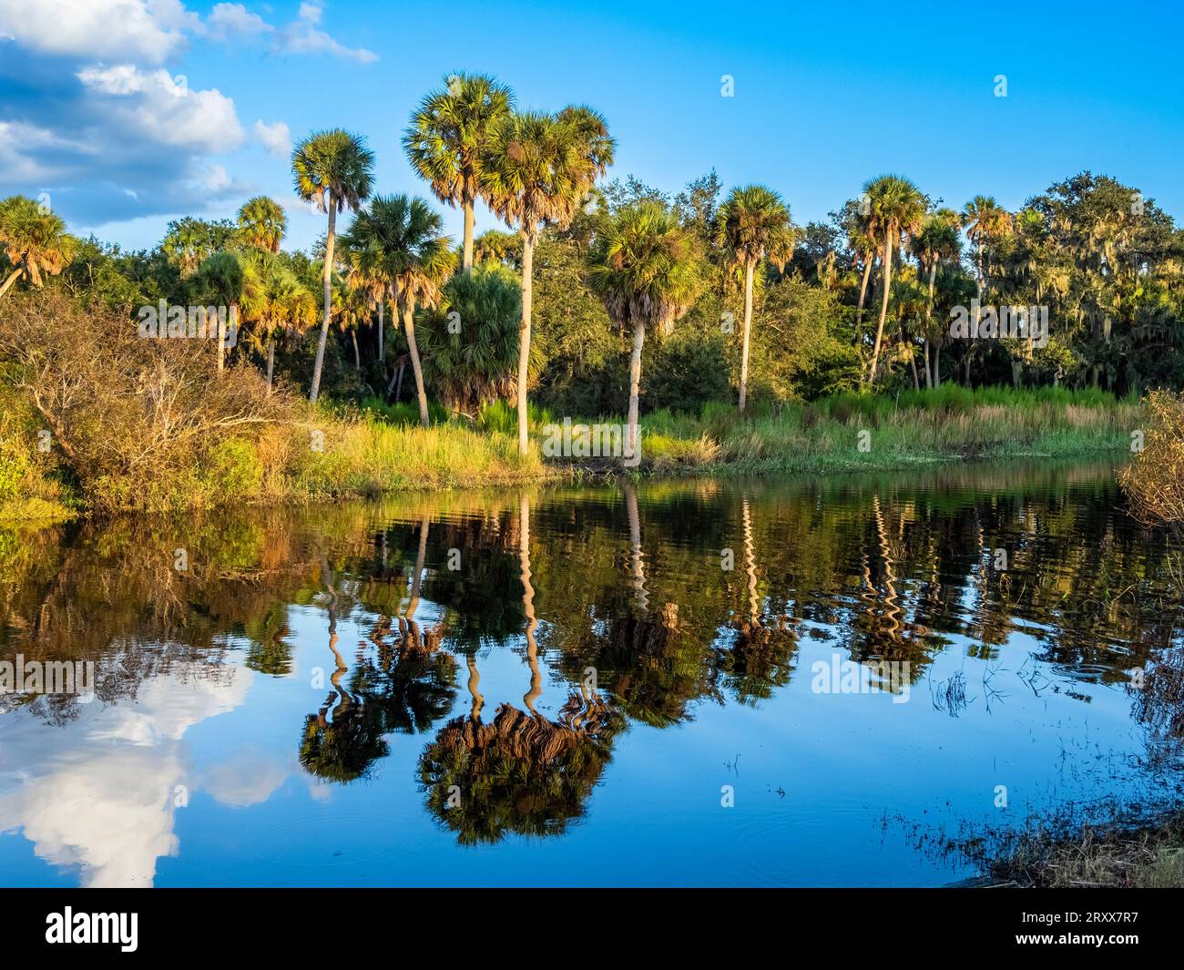 Am späten Nachmittag wird die Küste des Upper Myakka Lake im Myakka River State Park in Sarasota, Florida, USA, beleuchtet Stockfoto