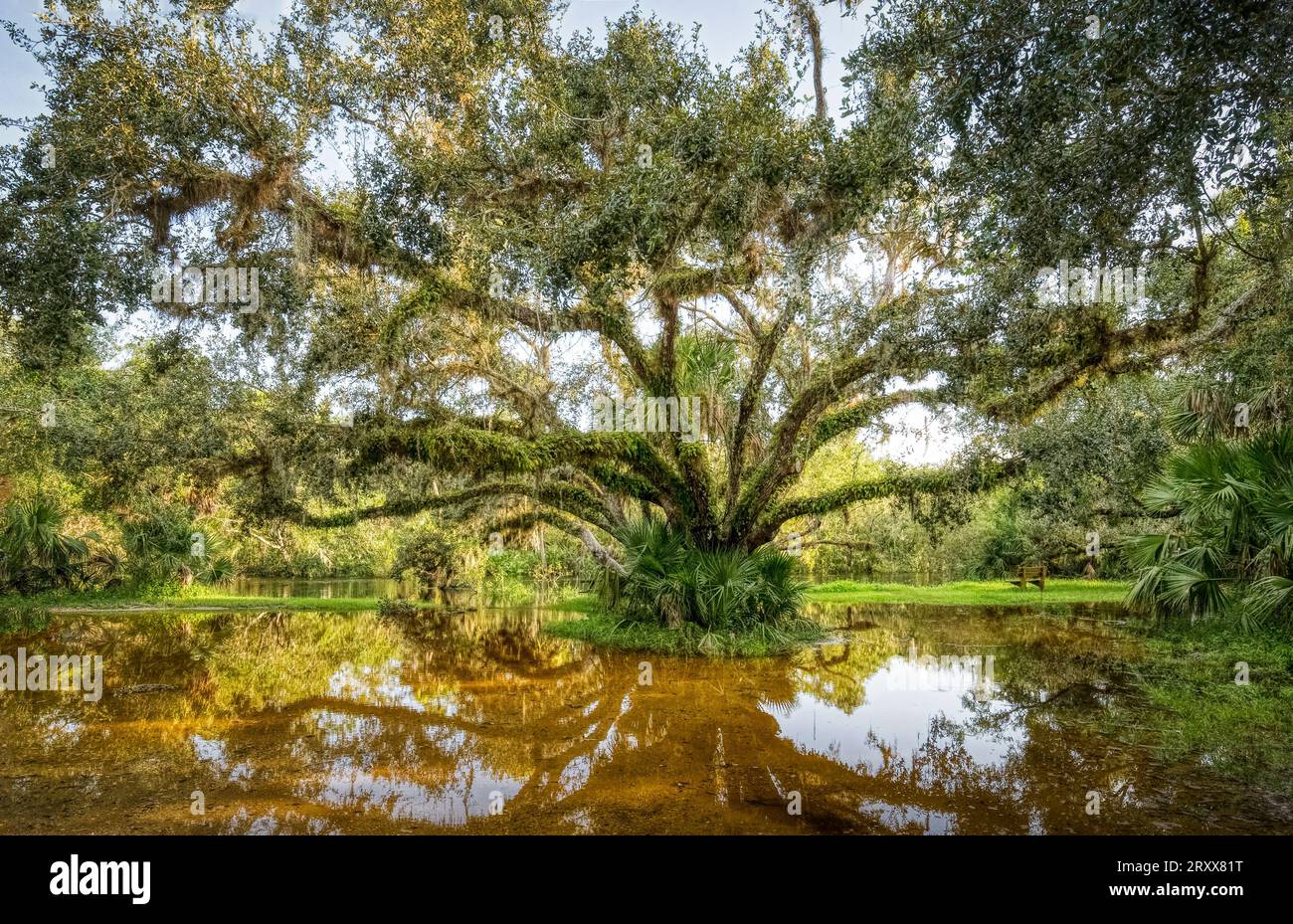 Großer alter Baum mit Ästen bedeckt mit Farnen Myakka River State Park in Sarasota, Florida, USA Stockfoto