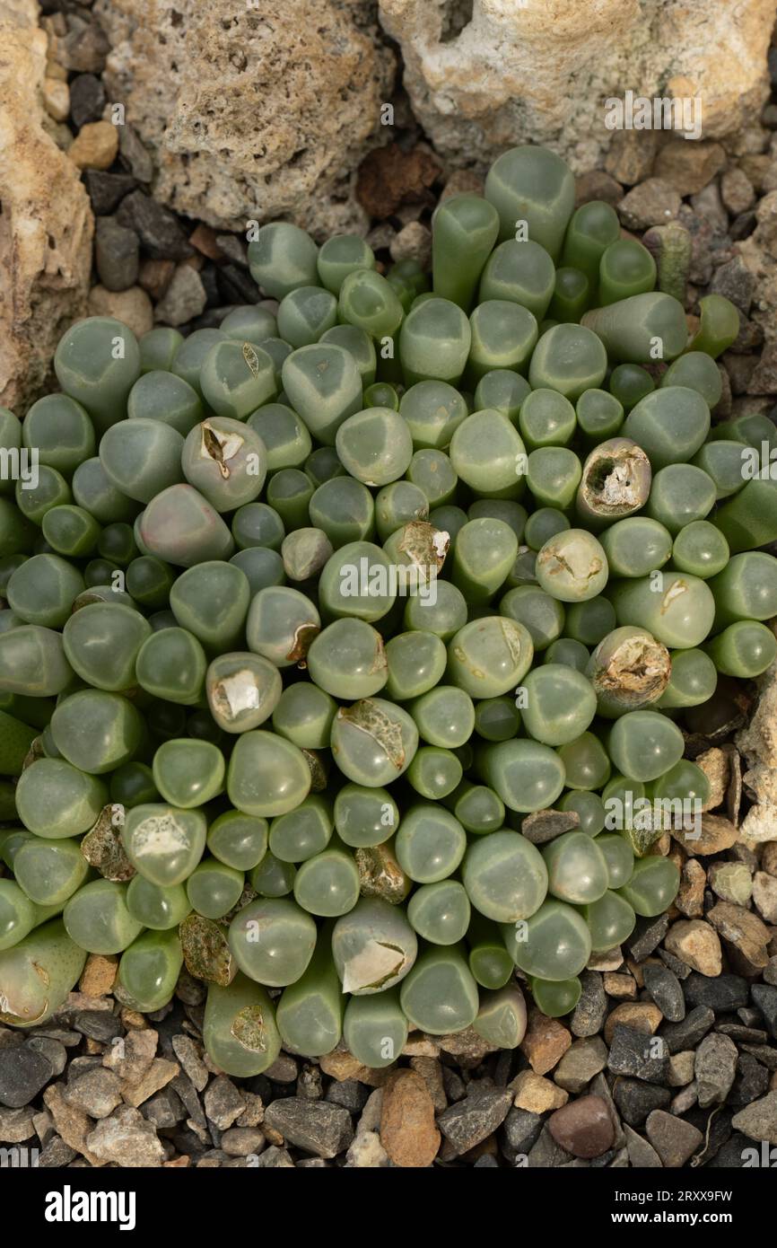 Babys Zehen (AKA Window Plant) Fenestraria rhopalophylla ssp. Aurantiaca. Stockfoto