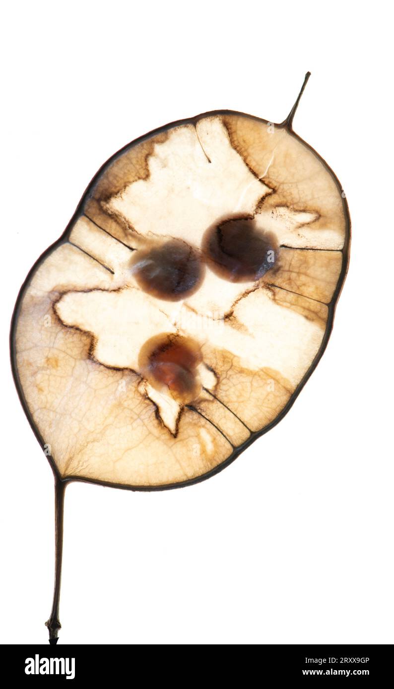 Honesty Seed Pod (Lunaria annua) Stockfoto