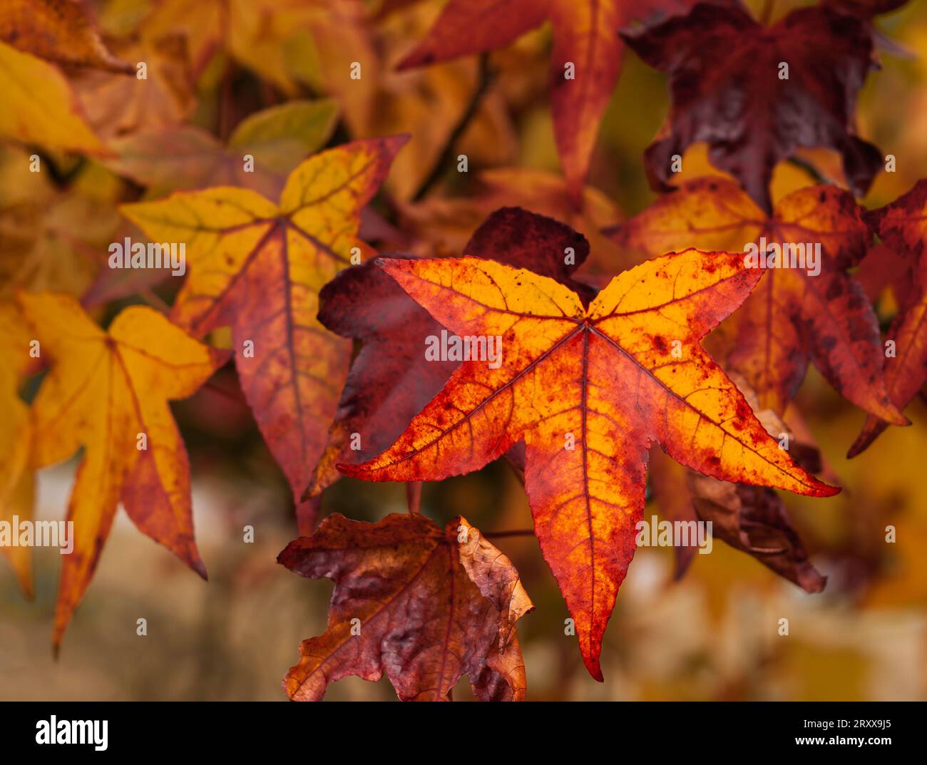 Herbstliche Süßholzblätter Stockfoto